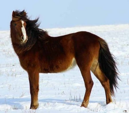Фото лошади породы джэбе