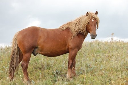 Фото  лошади породы джебэ