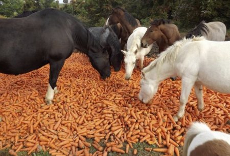 Лошади едят морковь