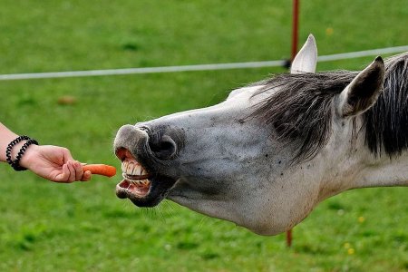 Лошадь и морковь