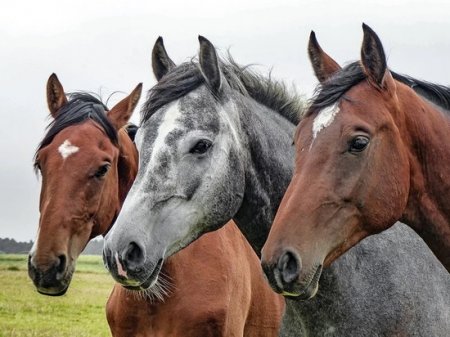 Фото трёх лошадей