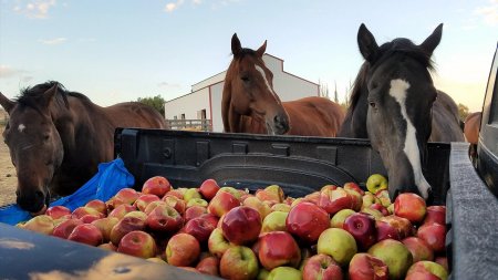 Лошадям привезли яблоки